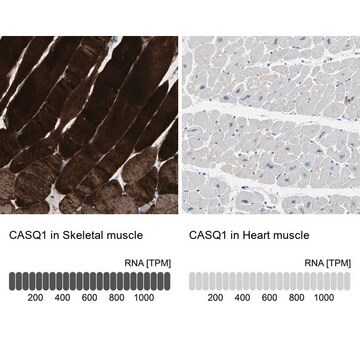 Anti-CASQ1 antibody produced in rabbit Prestige Antibodies&#174; Powered by Atlas Antibodies, affinity isolated antibody, buffered aqueous glycerol solution