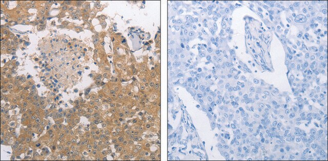 Anti-PGA3 antibody produced in rabbit affinity isolated antibody