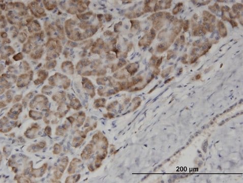 Monoclonal Anti-EDF1 antibody produced in mouse clone 3E6, purified immunoglobulin, buffered aqueous solution