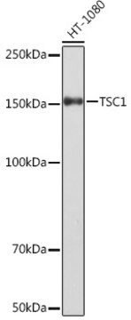 Anti-TSC1 Antibody, clone 6Q10T10, Rabbit Monoclonal