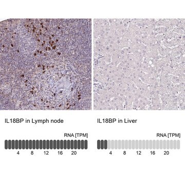 Anti-IL18BP antibody produced in rabbit Prestige Antibodies&#174; Powered by Atlas Antibodies, affinity isolated antibody, buffered aqueous glycerol solution