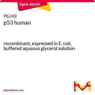 p53 human recombinant, expressed in E. coli, buffered aqueous glycerol solution