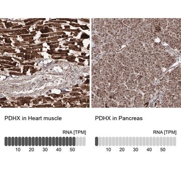 Anti-PDHX antibody produced in rabbit Prestige Antibodies&#174; Powered by Atlas Antibodies, affinity isolated antibody, buffered aqueous glycerol solution