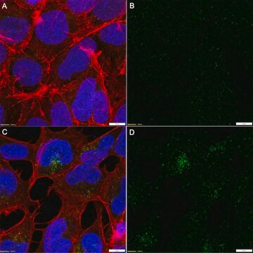 Anti-GABARAP Antibody, clone 8H5