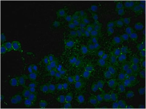 Anti-NG2 Chondroitin Sulfate Proteoglycan, Biotin Conjugate Antibody from rabbit, biotin conjugate