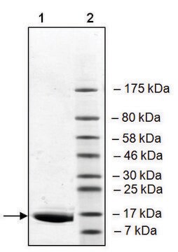 BRD2 (65-187) His tag human recombinant, expressed in E. coli, &#8805;90% (SDS-PAGE)