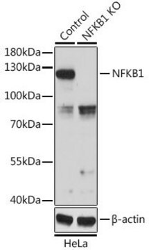 Anti-NFKB1 antibody produced in rabbit