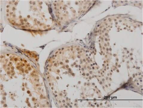 Monoclonal Anti-SUMO1 antibody produced in mouse clone 3D7, purified immunoglobulin, buffered aqueous solution