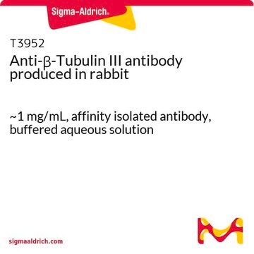 Anti-&#946;-Tubulin III antibody produced in rabbit ~1&#160;mg/mL, affinity isolated antibody, buffered aqueous solution