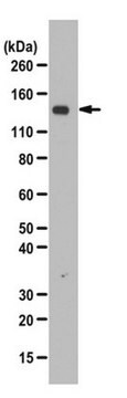 Anti-phospho USP7 (Ser18) Antibody from rabbit, purified by affinity chromatography