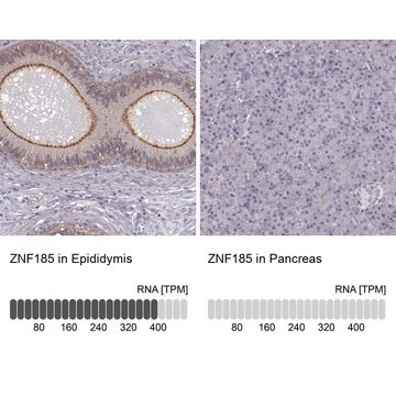 Anti-ZNF185 antibody produced in rabbit Prestige Antibodies&#174; Powered by Atlas Antibodies, affinity isolated antibody, buffered aqueous glycerol solution