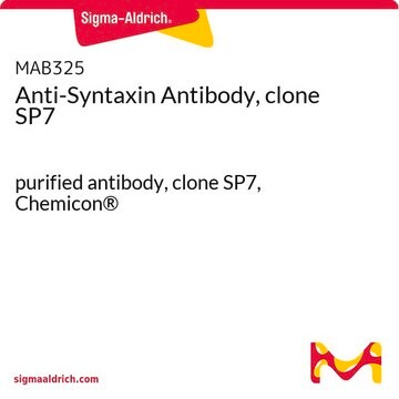 Anti-Syntaxin Antibody, clone SP7 purified antibody, clone SP7, Chemicon&#174;