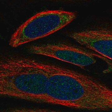 Anti-Gale Antibody Produced In Rabbit Prestige Antibodies&#174; Powered by Atlas Antibodies, affinity isolated antibody, buffered aqueous glycerol solution