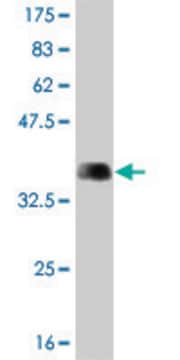 Monoclonal Anti-ARHGEF1, (C-terminal) antibody produced in mouse clone 1H4, purified immunoglobulin, buffered aqueous solution