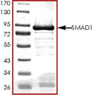 SMAD1, GST tagged human recombinant, expressed in E. coli, &#8805;70% (SDS-PAGE), buffered aqueous glycerol solution