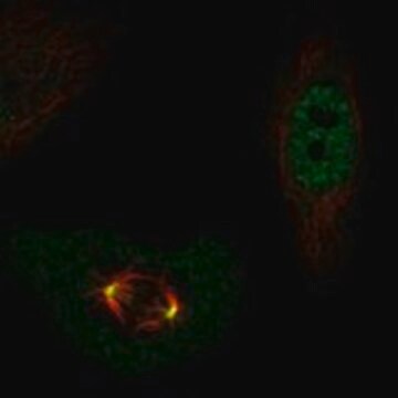 Anti-POLD4 antibody produced in rabbit Prestige Antibodies&#174; Powered by Atlas Antibodies, affinity isolated antibody, buffered aqueous glycerol solution