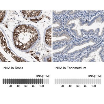 Anti-INHA antibody produced in rabbit Prestige Antibodies&#174; Powered by Atlas Antibodies, affinity isolated antibody, buffered aqueous glycerol solution