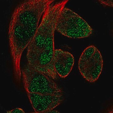 Anti-RBM24 antibody produced in rabbit Prestige Antibodies&#174; Powered by Atlas Antibodies, affinity isolated antibody