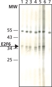 Monoclonal Anti-E2F6 antibody produced in mouse ~1.0&#160;mg/mL, clone TFE61, purified immunoglobulin, buffered aqueous solution