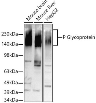 Anti-P Glycoprotein Antibody, clone 2U4E9, Rabbit Monoclonal