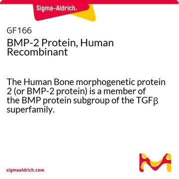 BMP-2 Protein, Human Recombinant The Human Bone morphogenetic protein 2 (or BMP-2 protein) is a member of the BMP protein subgroup of the TGF&#946; superfamily.