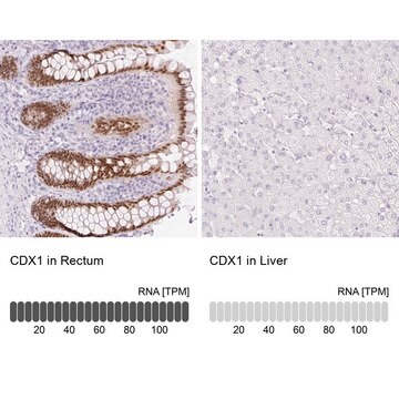 Anti-CDX1 antibody produced in rabbit Prestige Antibodies&#174; Powered by Atlas Antibodies, affinity isolated antibody, buffered aqueous glycerol solution