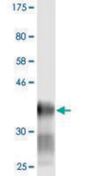 Monoclonal Anti-LY6H antibody produced in mouse clone 1D1, purified immunoglobulin, buffered aqueous solution