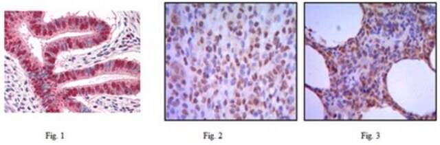 Anti-MUM1 Antibody, clone 4G10 ascites fluid, clone 4G10, from mouse