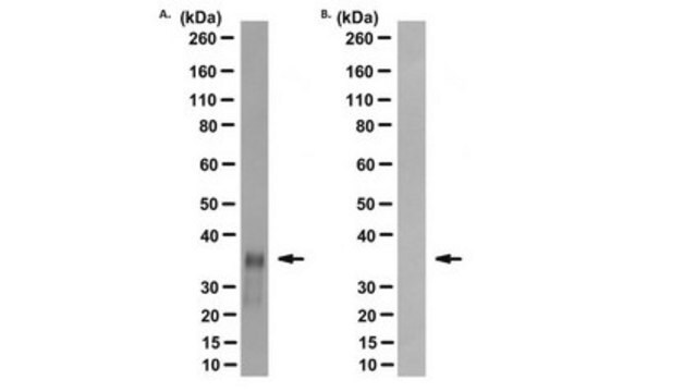 Anti-Prion Protein Antibody, clone POM1 clone POM1, from mouse