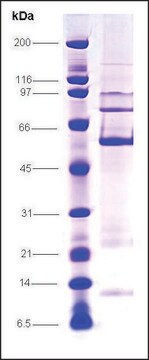 LRH-1 human recombinant, expressed in insect cells, &#8805;70% (SDS-PAGE)