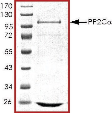 PP2C-&#945;, active, GST tagged human recombinant, expressed in baculovirus infected Sf9 cells, &#8805;70% (SDS-PAGE), buffered aqueous glycerol solution