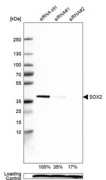 Monoclonal Anti-SOX2 antibody produced in mouse Prestige Antibodies&#174; Powered by Atlas Antibodies, clone CL4716, purified immunoglobulin