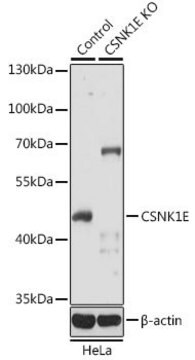 Anti-CSNK1E antibody produced in rabbit