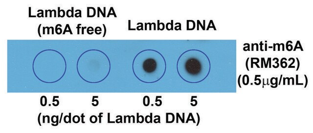 Anti-N6-Methyladenosine (m6A) antibody, Rabbit monoclonal recombinant, expressed in HEK 293 cells, clone RM362, purified immunoglobulin