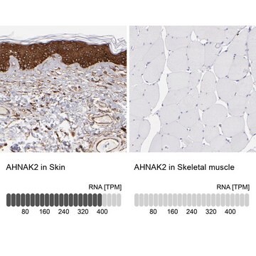 Anti-AHNAK2 antibody produced in rabbit Prestige Antibodies&#174; Powered by Atlas Antibodies, affinity isolated antibody, buffered aqueous glycerol solution