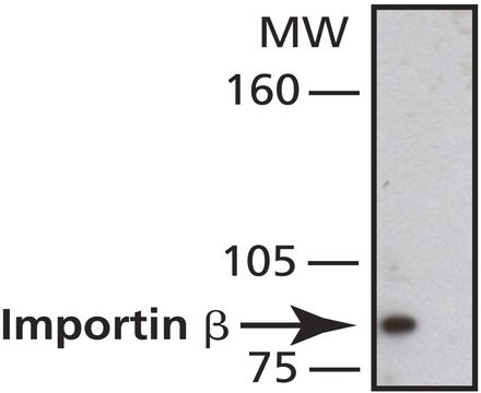 Anti-Importin &#946; antibody,Mouse monoclonal clone 31H4, purified from hybridoma cell culture