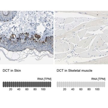 Anti-DCT antibody produced in rabbit Prestige Antibodies&#174; Powered by Atlas Antibodies, affinity isolated antibody, buffered aqueous glycerol solution