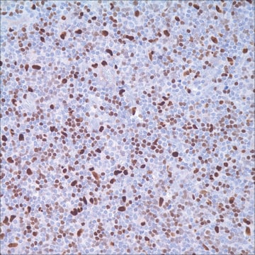 PU.1 (EPR3158Y) Rabbit Monoclonal Primary Antibody