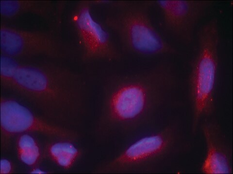 Anti-phospho-NTRK1 (pSer791) antibody produced in rabbit affinity isolated antibody