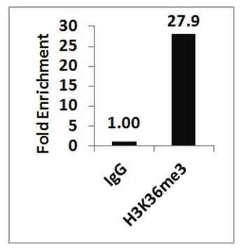 ChIPAb+ Trimethyl-Histone H3 (Lys36) - ChIP Validated Antibody and Primer Set from rabbit