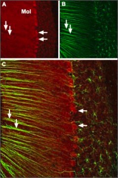 Anti-Calcium Channel (&#945;1A Subunit) (P/Q-type of Voltage-gated Ca2+ Channel) antibody produced in rabbit affinity isolated antibody, lyophilized powder