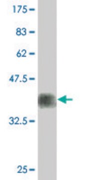 Monoclonal Anti-FUT7, (C-terminal) antibody produced in mouse clone 1C12, purified immunoglobulin, buffered aqueous solution