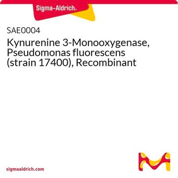 Kynurenine 3-Monooxygenase, Pseudomonas fluorescens (strain 17400), Recombinant