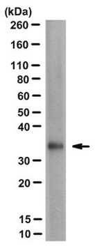 Anti-FMR1polyG Antibody, clone 9FM-1B7 ascites fluid, clone 9FM-1B7, from mouse