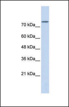 Anti-PLD2 antibody produced in rabbit affinity isolated antibody