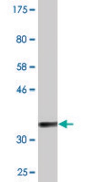 Monoclonal Anti-C9orf95 antibody produced in mouse clone 2A10, purified immunoglobulin, buffered aqueous solution