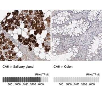 Anti-CA6 antibody produced in rabbit Prestige Antibodies&#174; Powered by Atlas Antibodies, affinity isolated antibody, buffered aqueous glycerol solution, ab2