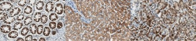 Anti-SHMT Antibody, clone 4D2.1 clone 4D2.1, from mouse