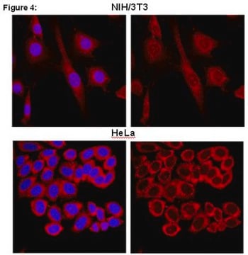 RIPAb+ FXR1 - RIP Validated Antibody and Primer Set from mouse