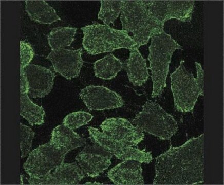 Anti-MDR1 Antibody, extracellular human specific Pgp, clone MM4.17 clone MM4.17, Chemicon&#174;, from mouse